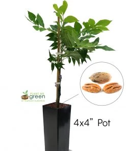 SN NUT COLLECTION Pecan Trees - Pawnee (Type 1)