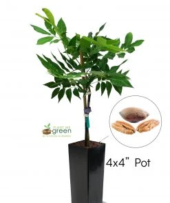 SN Pecan Trees - Creek (Type 1)