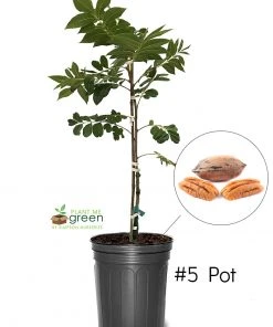 SN Pecan Trees - Sumner (Type 2)