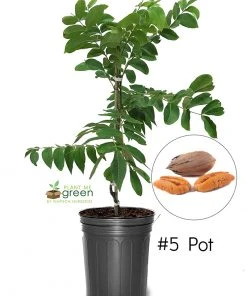 SN Pecan Trees - Oconee (Type 1)