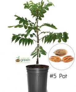 SN NUT COLLECTION Pecan Trees - Pawnee (Type 1)