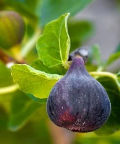 SN FRUIT COLLECTION Fig Trees - Black Mission