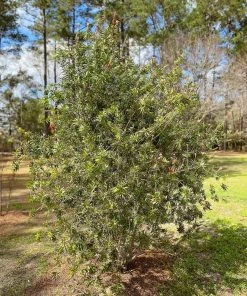 SN Bottlebrush - Red Cluster FLOWERING COLLECTION