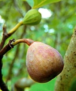 SN Fig Trees - Celestial