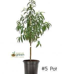 SN FRUIT COLLECTION Peach Trees - China Pearl