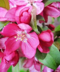 SN FRUIT COLLECTION Crabapple - Centurion
