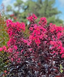 SN Crape Myrtle - First Editions® Midnight Magic⢠FLOWERING COLLECTION