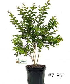 Plant Me Green Crape Myrtle - Muskogee