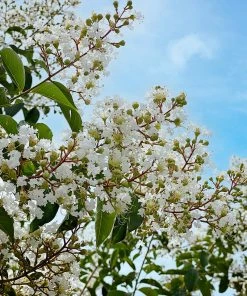 SN Crape Myrtle - Natchez FLOWERING COLLECTION