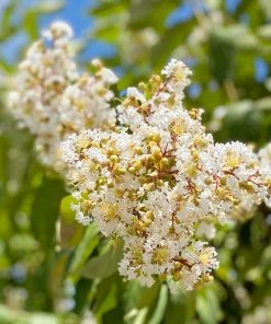 SN Crape Myrtle - Natchez FLOWERING COLLECTION