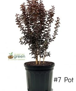 Plant Me Green Crape Myrtle - Black Diamond Purely Purple FLOWERING COLLECTION