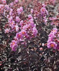 Plant Me Green Crape Myrtle - Black Diamond Purely Purple FLOWERING COLLECTION