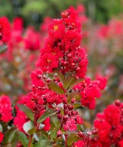 SN Crape Myrtle - First EditionsĀ® Ruffled Red Magic