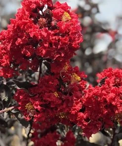 SN Crape Myrtle - Black Diamond Crimson Red FLOWERING COLLECTION