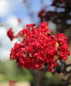 SN Crape Myrtle - Black Diamond Crimson Red FLOWERING COLLECTION