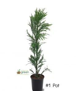 SN Cryptomeria - Radicans