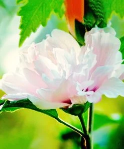 SN Althea - Double Pink FLOWERING COLLECTION