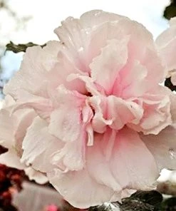 SN Althea - Double Pink FLOWERING COLLECTION