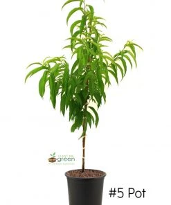 SN Peach Trees - Early Elberta