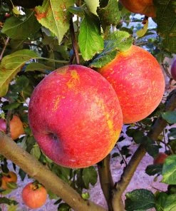 SN Apple Trees - Fuji