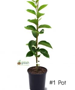 SN Persimmon Trees - Fuyugaki (Non-Astringent) FRUIT COLLECTION