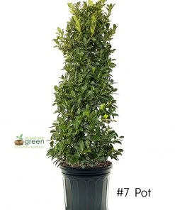 SN EVERGREEN COLLECTION Holly - Oak Leaf™