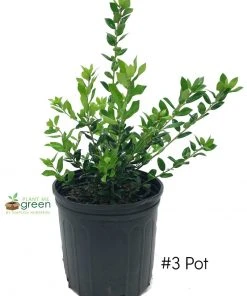 SN EVERGREEN COLLECTION Holly - Needlepoint