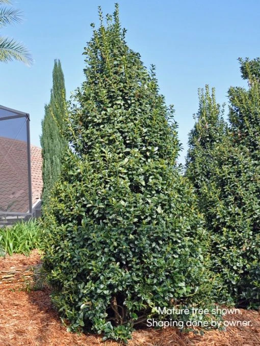 SN EVERGREEN COLLECTION Holly - Oak Leaf™