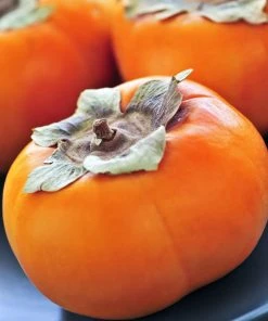 SN Persimmon Trees - Ichi Ki Kei Jiro (Non-Astringent) FRUIT COLLECTION