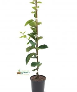 SN Persimmon Trees - Ichi Ki Kei Jiro (Non-Astringent) FRUIT COLLECTION