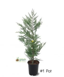 SN Cypress - Leyland