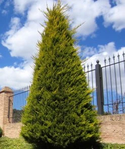 SN Cypress - Leyland