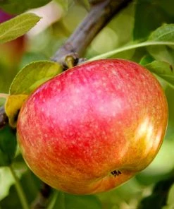 SN Apple Trees - McIntosh FRUIT COLLECTION