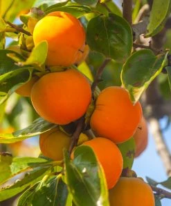 SN FRUIT COLLECTION Persimmon Trees - Maekawa Jiro (Non-Astringent)