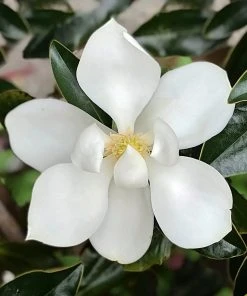 SN Magnolia - Little Gem (Southern)