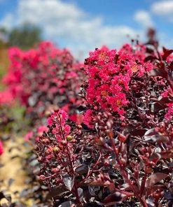 SN Crape Myrtle - First Editions® Midnight Magic™ FLOWERING COLLECTION