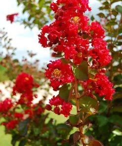 SN Crape Myrtle - Southern Living™ Miss Frances