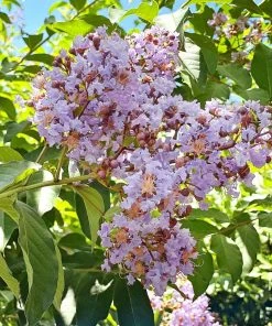 Plant Me Green Crape Myrtle - Muskogee