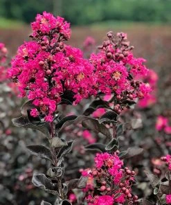 SN Crape Myrtle - Black Diamond Mystic Magenta FLOWERING COLLECTION