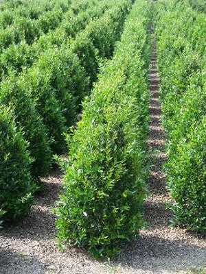 SN EVERGREEN COLLECTION Holly - Needlepoint