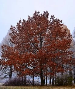 SN Oak - Northern Red SHADE COLLECTION