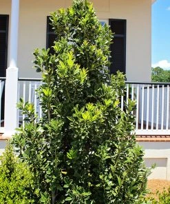 SN EVERGREEN COLLECTION Holly - Oak Leaf™