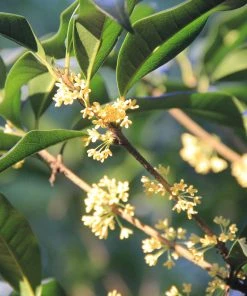 SN Osmanthus Fragrans - Tea Olive FLOWERING COLLECTION