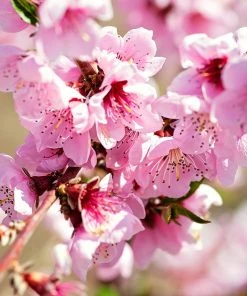 SN FRUIT COLLECTION Peach Trees - Crimson Lady