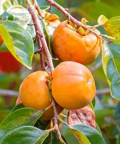 SN Persimmon Trees - Fuyugaki (Non-Astringent) FRUIT COLLECTION