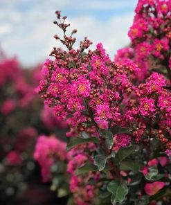 SN Crape Myrtle - First EditionsĀ® Plum Magic FLOWERING COLLECTION