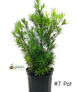 SN EVERGREEN COLLECTION Podocarpus - Yew