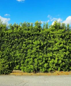 SN EVERGREEN COLLECTION Podocarpus - Yew