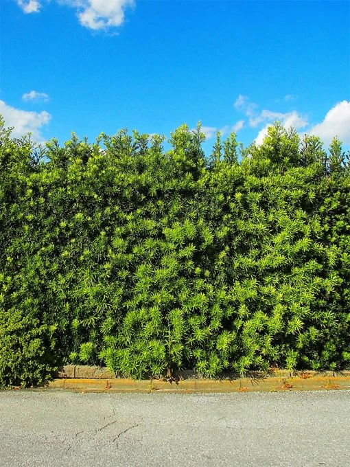 SN EVERGREEN COLLECTION Podocarpus - Yew