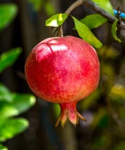 SN Pomegranate Trees - Russian #26 FRUIT COLLECTION